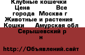 Клубные кошечки › Цена ­ 10 000 - Все города, Москва г. Животные и растения » Кошки   . Амурская обл.,Серышевский р-н